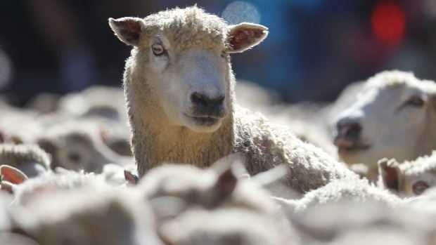 Massey University study reveals feelings of empathy in sheep