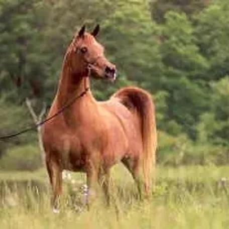 Ansata Samantha