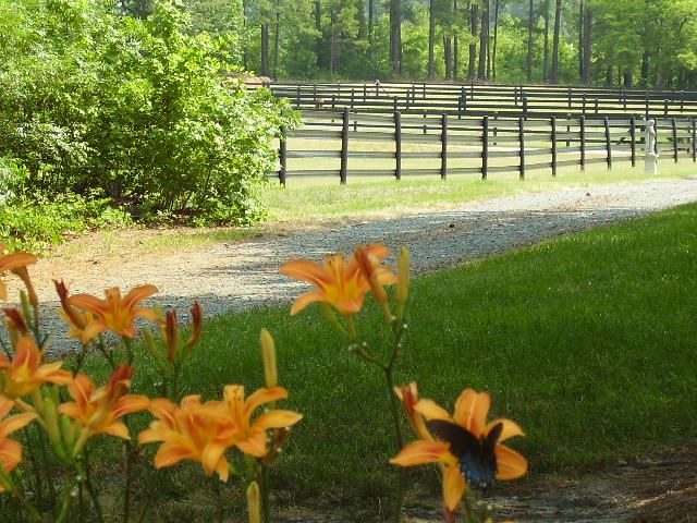 Horse Care - Shelter/Pastures