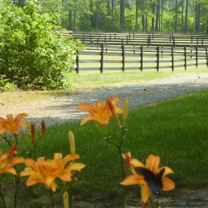 Horse Care - Shelter/Pastures