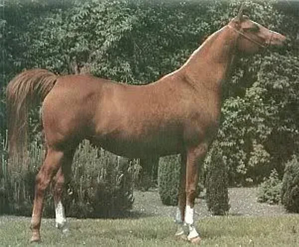 Espaniola