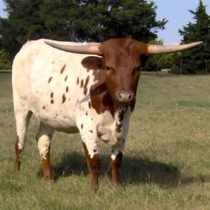 Texas Longhorn