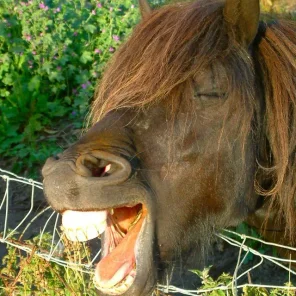 Horse Care - Dental & Alternative Medicine