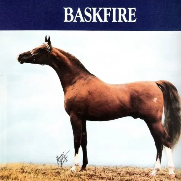 Baskfire
