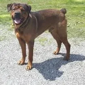 English Mastweiler (Designer Dog)