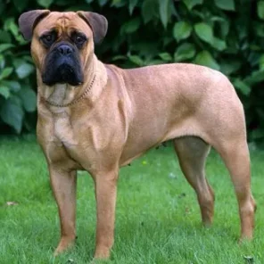 Bullmastiff