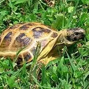Russian tortoise