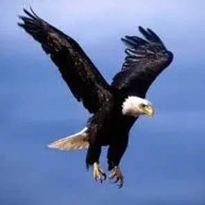 Eagle