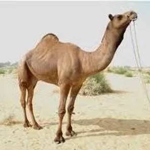 Kachchhi