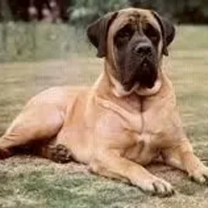 English Mastiff