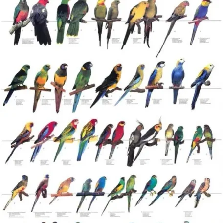 Types of Birds you can own and some of their qualities