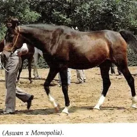 Molva