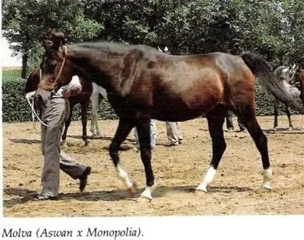 Molva