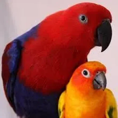 African Greys, Amazons, Small Cockatoos, Large Conures, Eclectus, Hawk-Headed Parrots, and Mini-Macaws