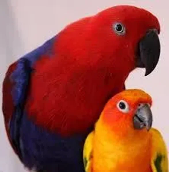 African Greys, Amazons, Small Cockatoos, Large Conures, Eclectus, Hawk-Headed Parrots, and Mini-Macaws