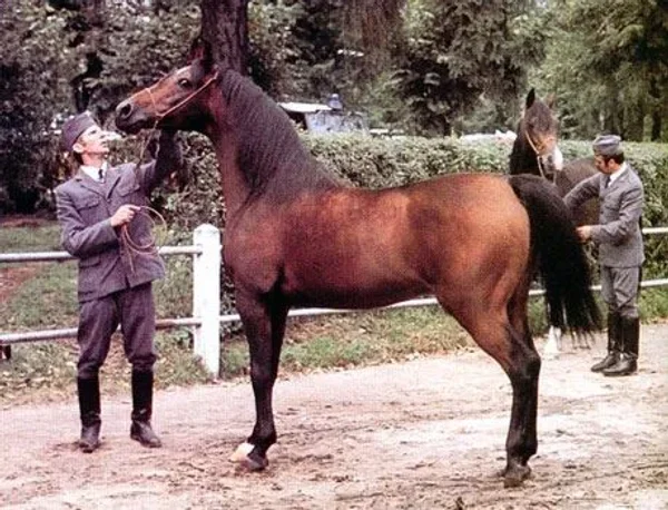 Algomej