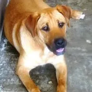 Blackmouth Cur