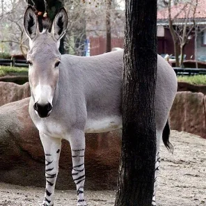 African Wild Ass