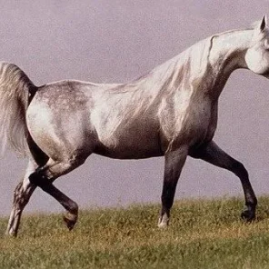 IMPERIAL AL KAMAR