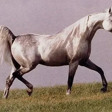 IMPERIAL AL KAMAR
