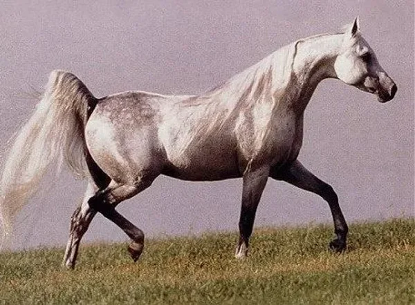 IMPERIAL AL KAMAR