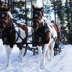 Sleighs in Winter