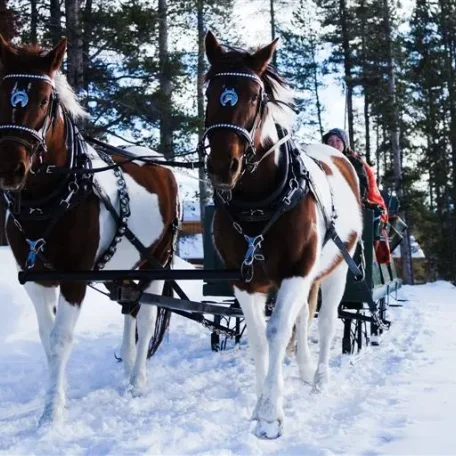 sleigh ride - tally ho!