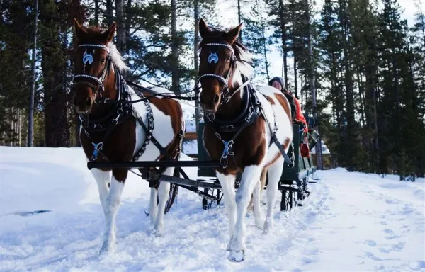 sleigh ride - tally ho!