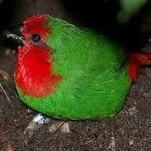 Red-throated Lorikeet