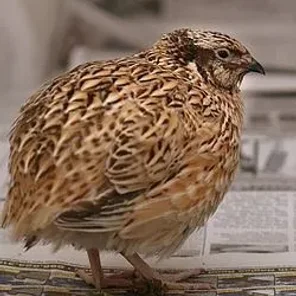 Japanese Quail