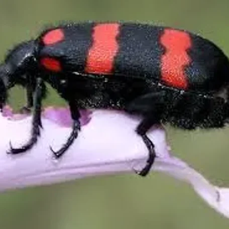 Blister Beetles in many colors and shapes!
