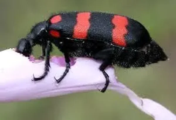 Blister Beetles in many colors and shapes!
