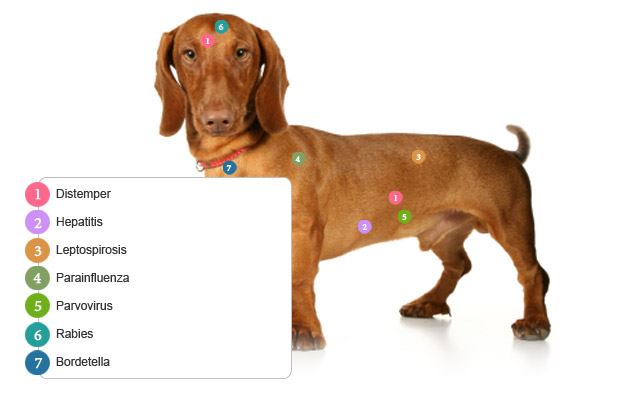 Protect Your Dog From a Deadly Summer Virus