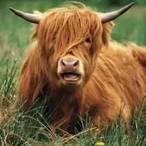 Abyssinian Highland