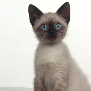 Josephine