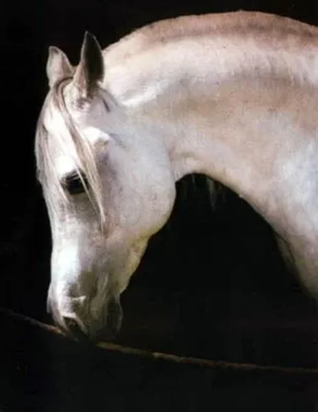 PALAS