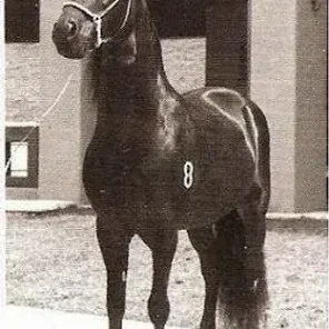 Amadeus