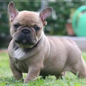 20 Low Maintenance Dog Breeds For You - Part II