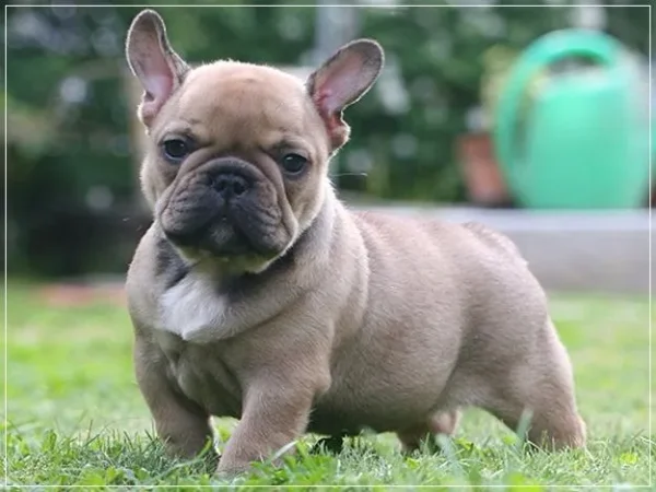 If you have always longed to have a canine pet and have not been able to do so because of lack of time, then think again. There are a few Low Maintenance Dog Breeds.