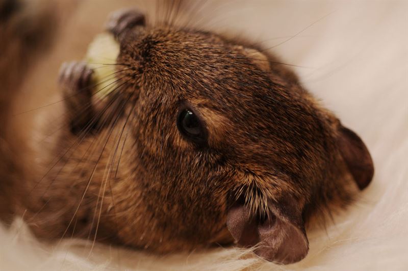 Why Degus Make Great Pets