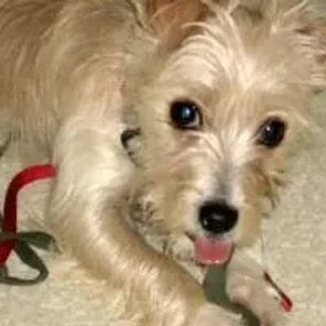 Malti-Pin (Designer Dog)