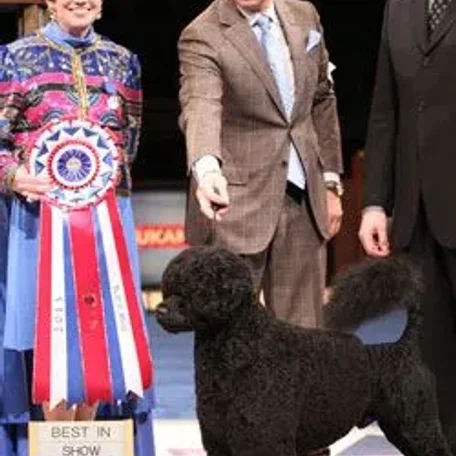 AKC Dog Show