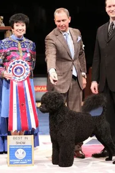 AKC Dog Show