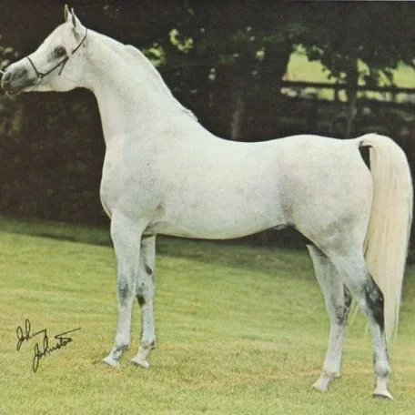 
          Photo by Luxemere Arabians
        