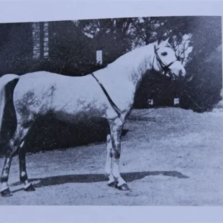 Skowronek the sire of Raseyn