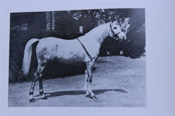 Skowronek the sire of Raseyn