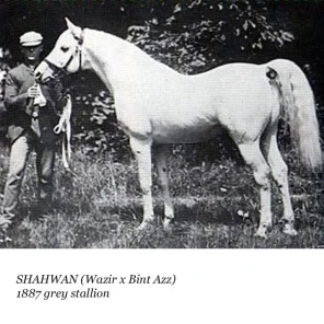 Shahwan