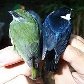 White-ruffed