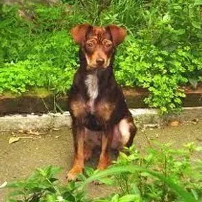 Dobie-Basset (Designer Dog)
