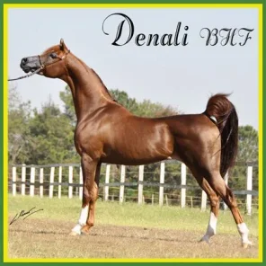 DENALI BHF